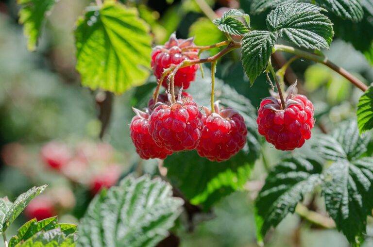 Food Photography: Capturing Culinary Delights for Social Media