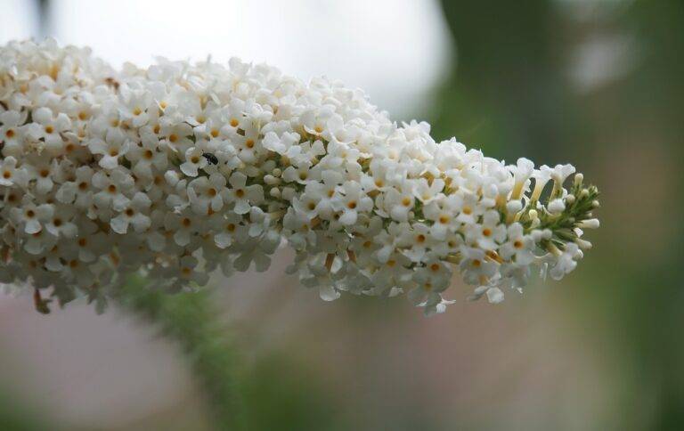 The Rise of Co-Living Spaces: Redefining Community and Connectivity